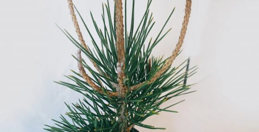 五葉松病蟲害防治