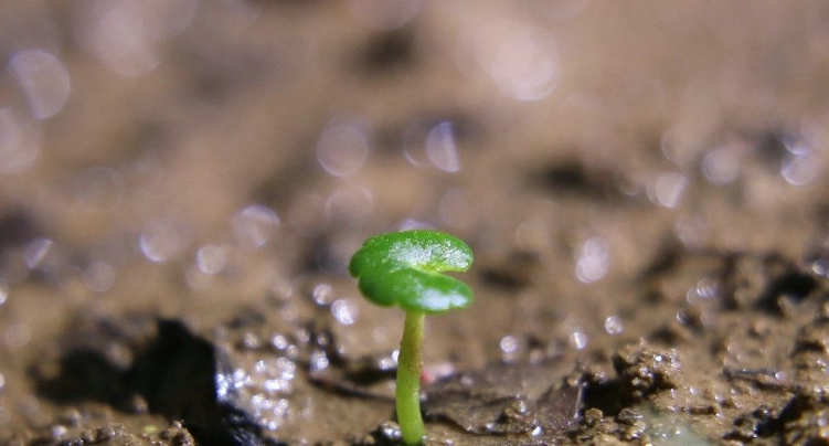 銅錢草種子種植方法