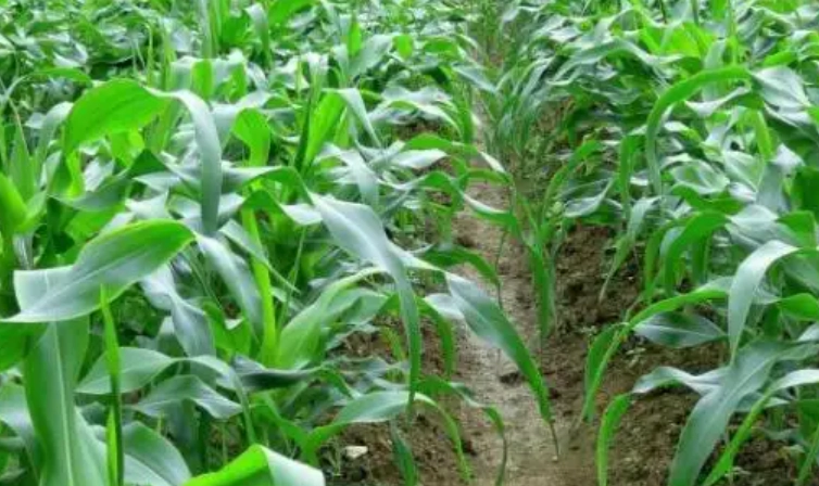 台灣糯玉米種植