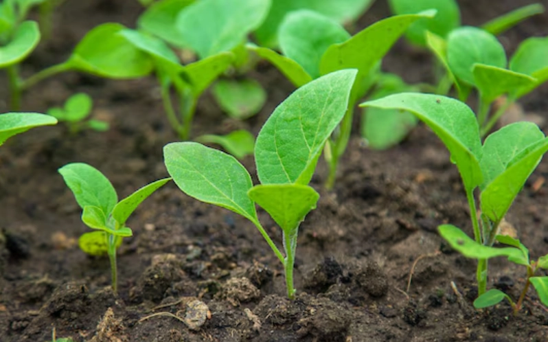茄子種子繁殖