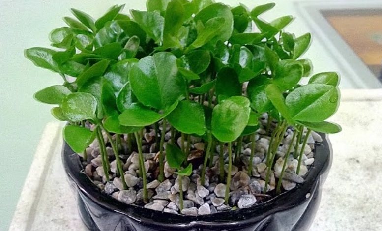 月橘栽培方法 月橘栽培方法