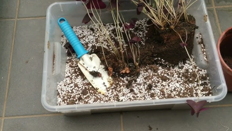 紫葉酢漿草種植技巧