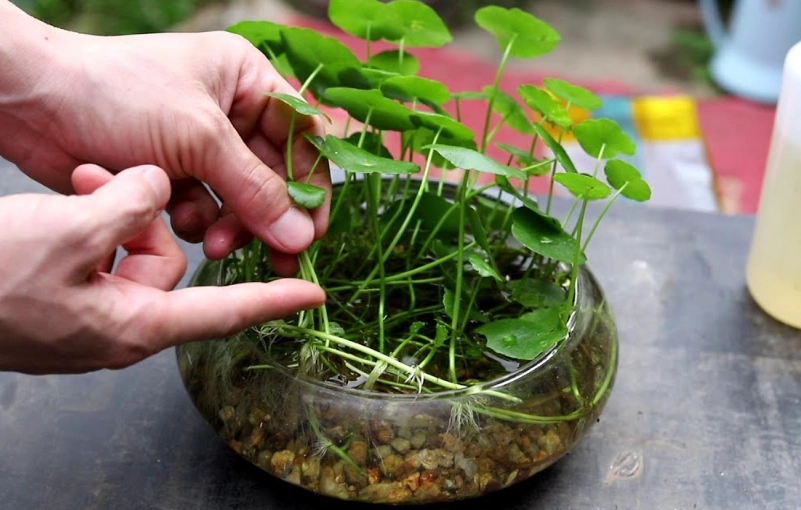 銅錢草種植技巧