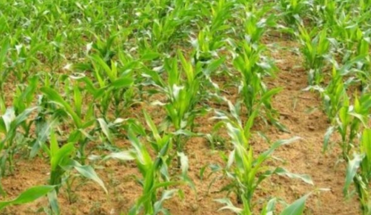 糯玉米播種季節