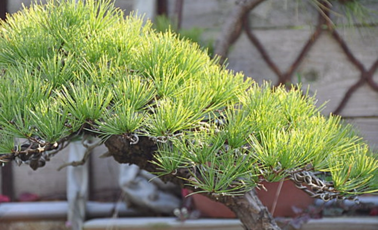五葉松盆栽養護