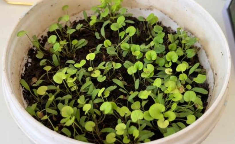 銅錢草種子發芽技巧