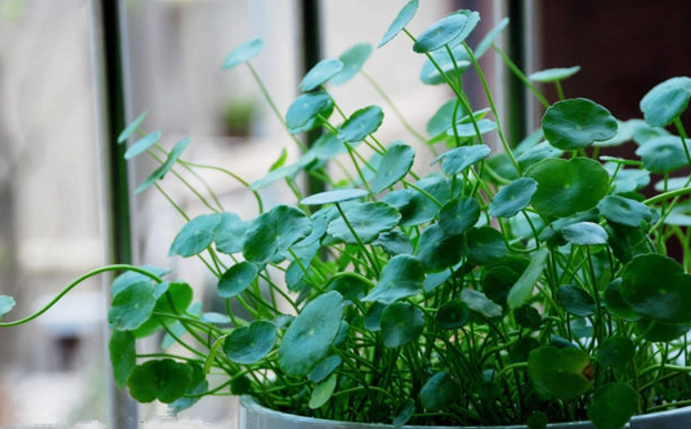 銅錢草種植技巧