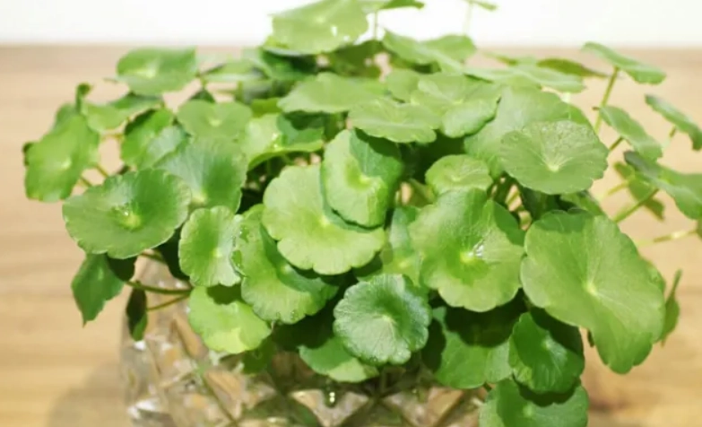 水培銅錢草方法