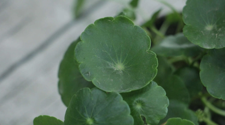 銅錢草種子種植方法