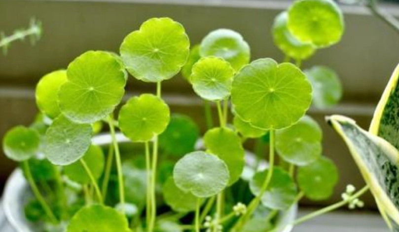 銅錢草種子發芽技巧