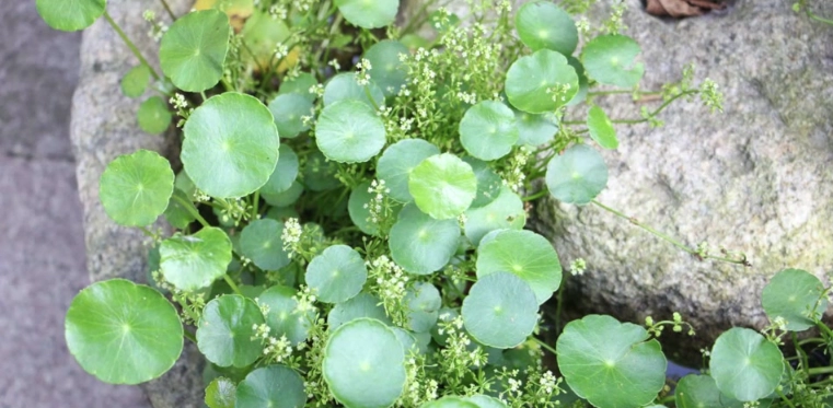 銅錢草種植常見問題