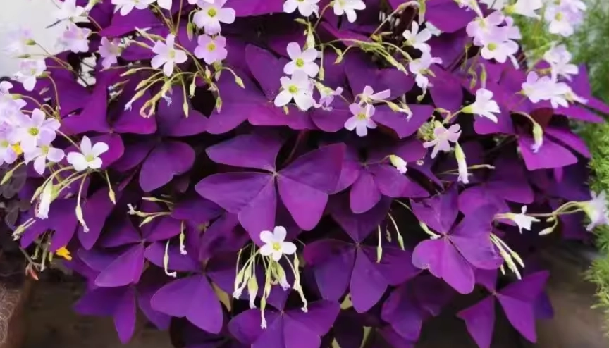 酢漿草分株方法