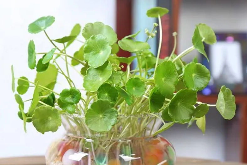 銅錢草種植技巧