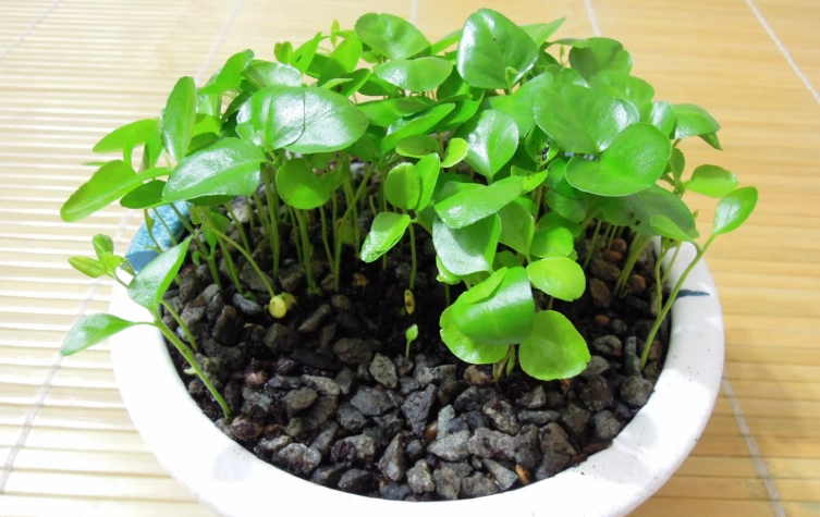 月橘種植技巧 月橘種植技巧