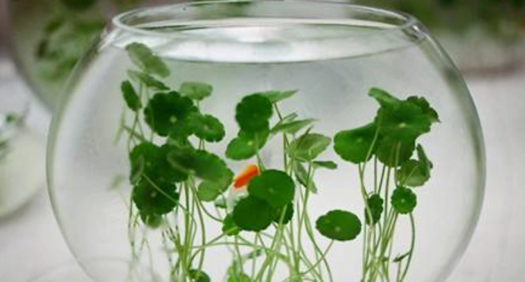 水培銅錢草方法