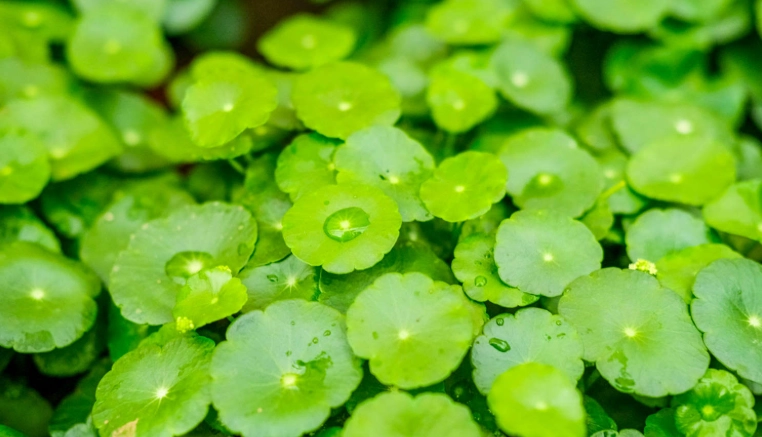 銅錢草種子種植方法