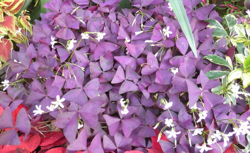 紫葉酢漿草種植技巧