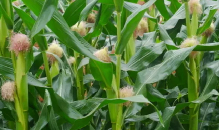 糯玉米播種季節