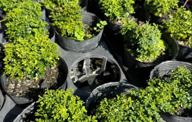 七里香種植方法