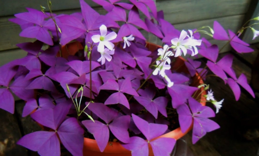 紫葉酢漿草種植