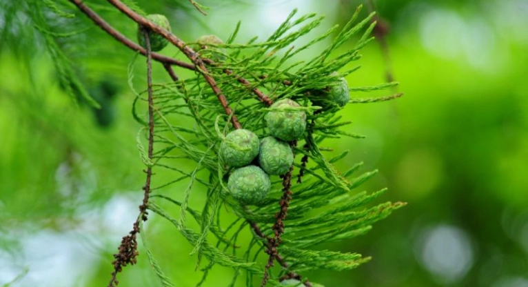 落羽松果實功效