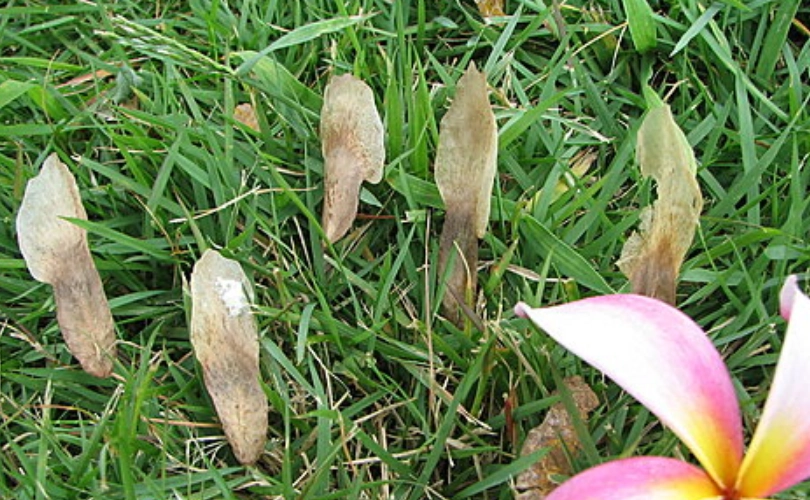 緬梔花種子種植