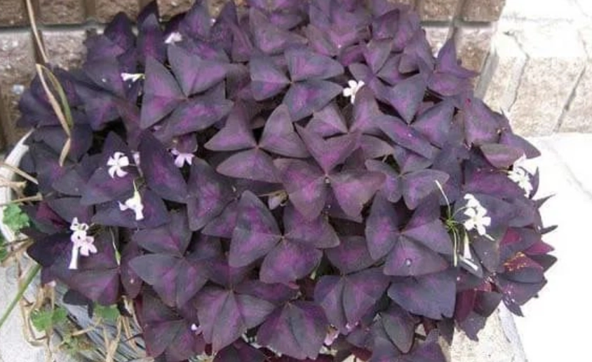 紫葉酢漿草種植