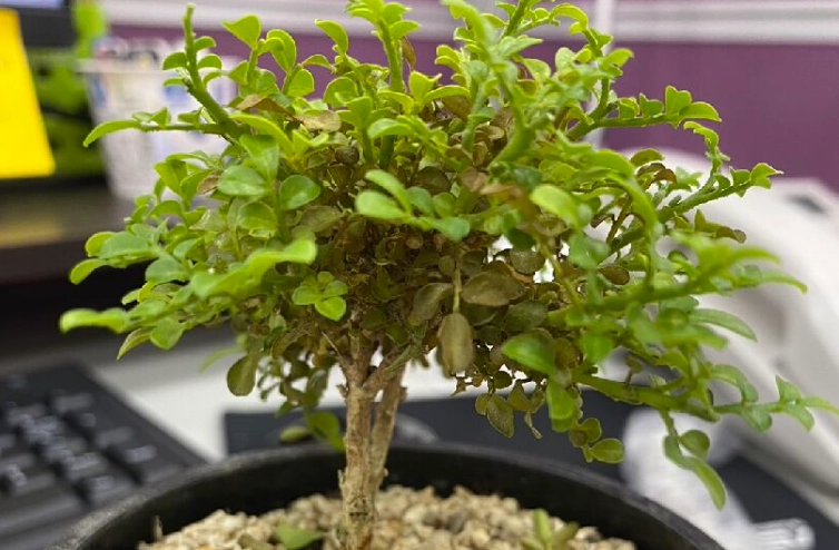 七里香病蟲害防治