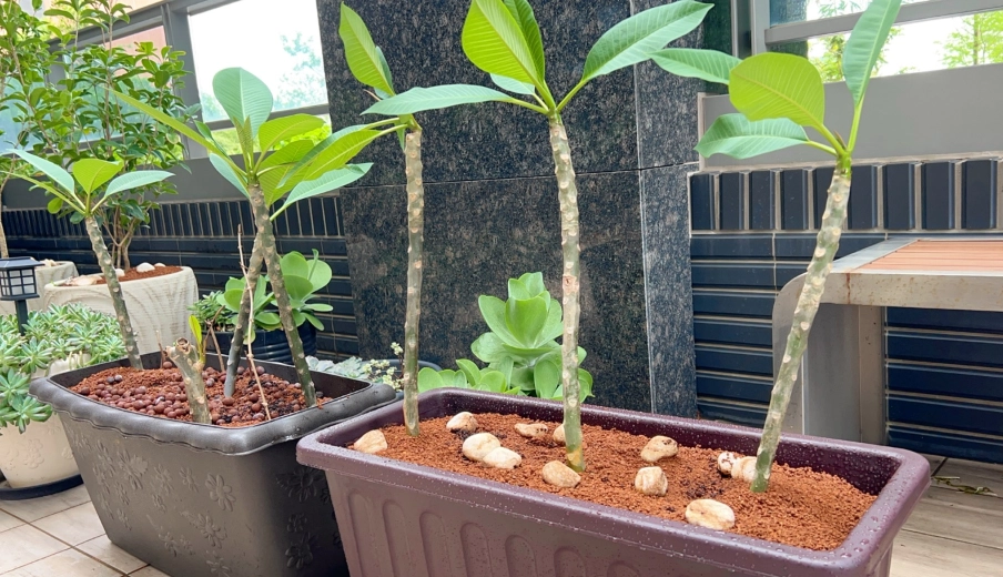 雞蛋花照顧技巧 雞蛋花照顧技巧