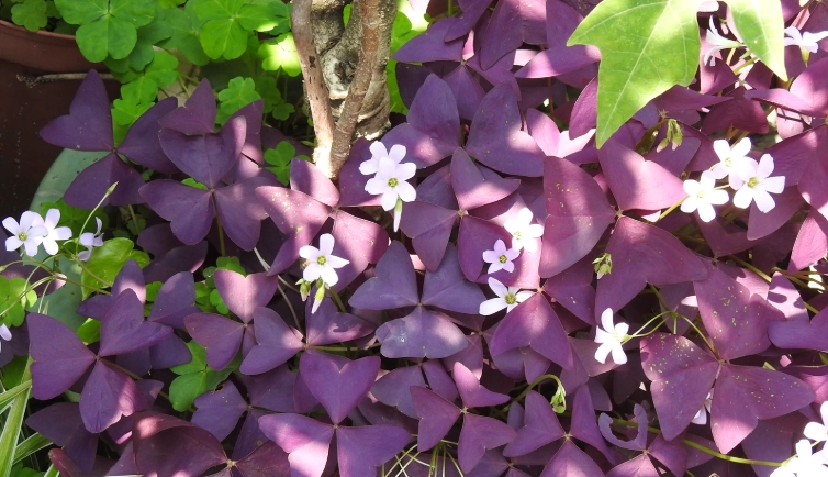 紫葉酢漿草種植