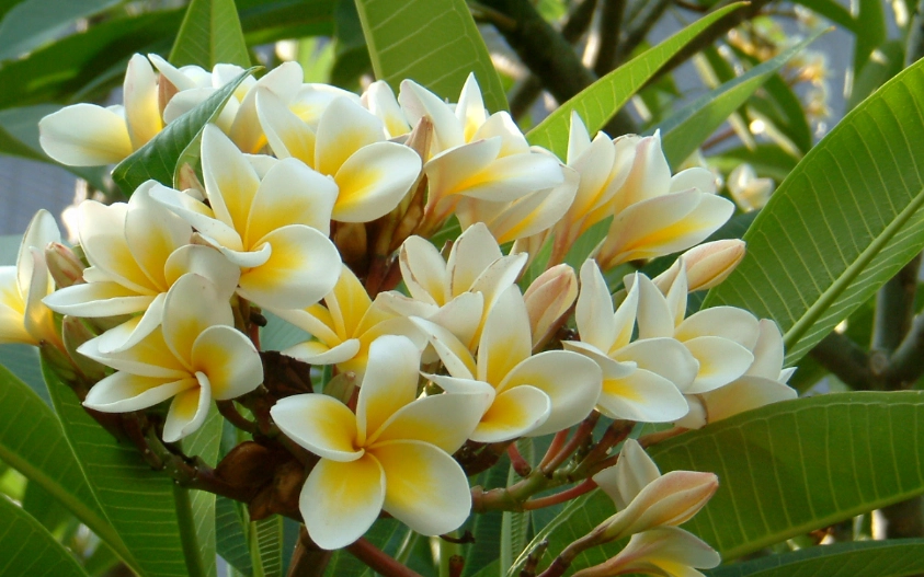 雞蛋花種植方法 雞蛋花種植方法