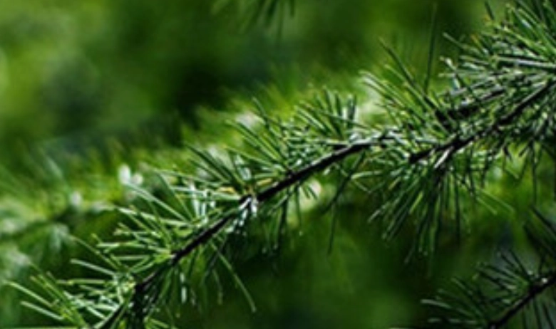 松針葉使用方法