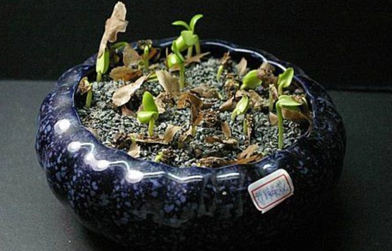 緬梔花栽培方法