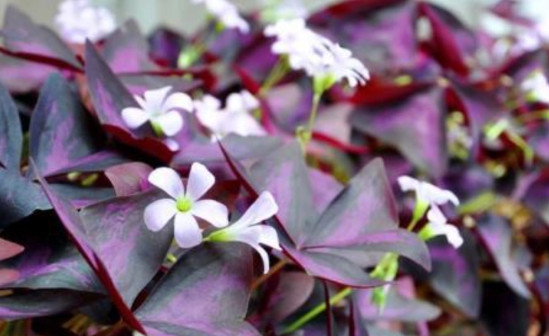 紫葉酢漿草種植