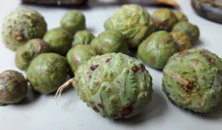 落羽松果實功效