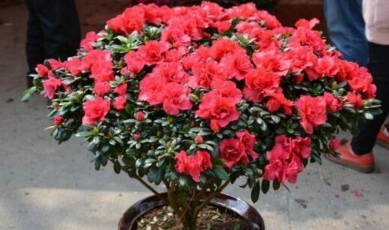 西洋杜鵑病蟲害 西洋杜鵑病蟲害