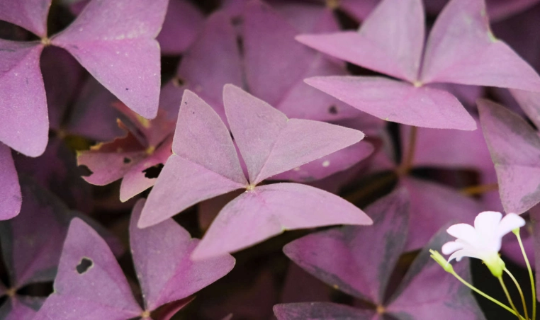 紫葉酢漿草病蟲害
