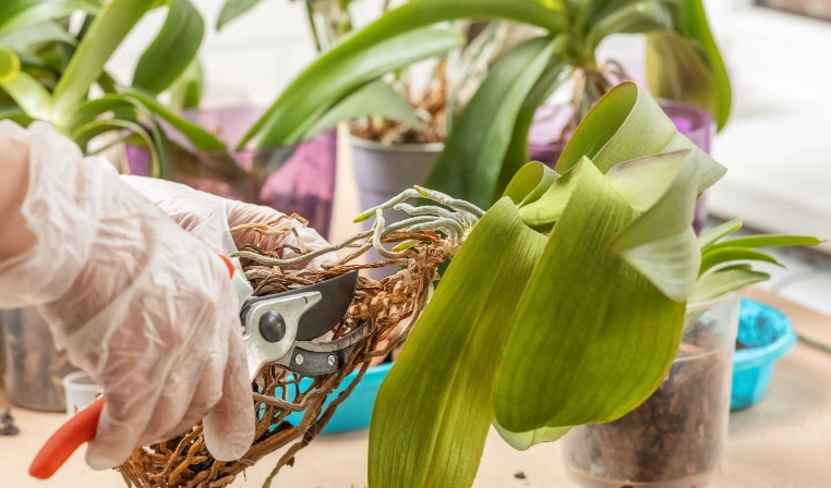 蘭花移植注意事項