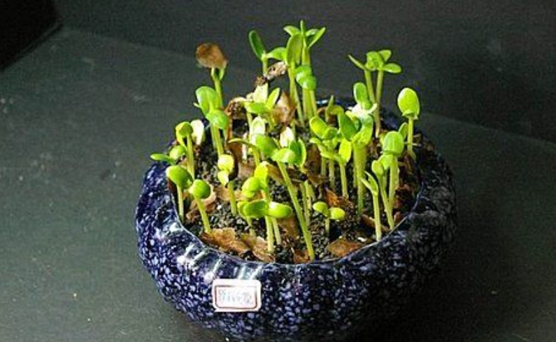 緬梔花種子種植