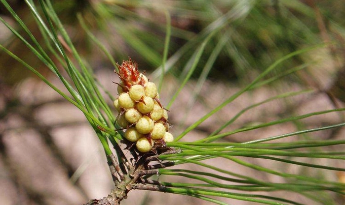 松針葉健康益處