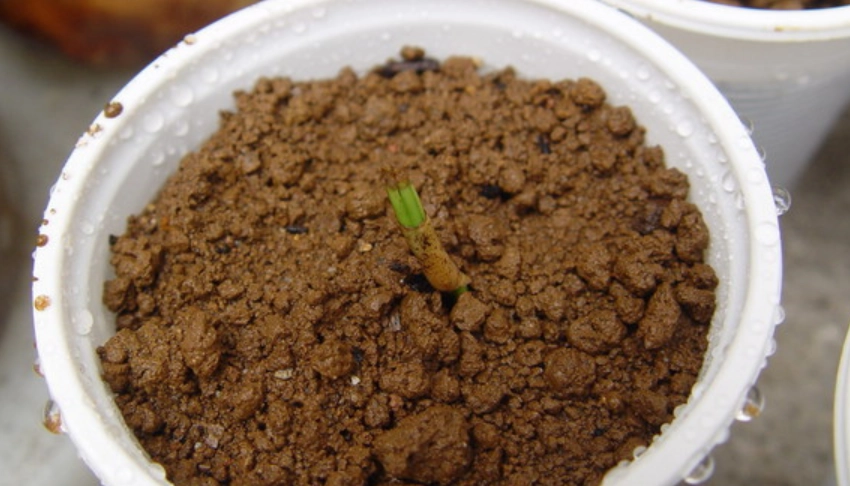 落羽松種子種植