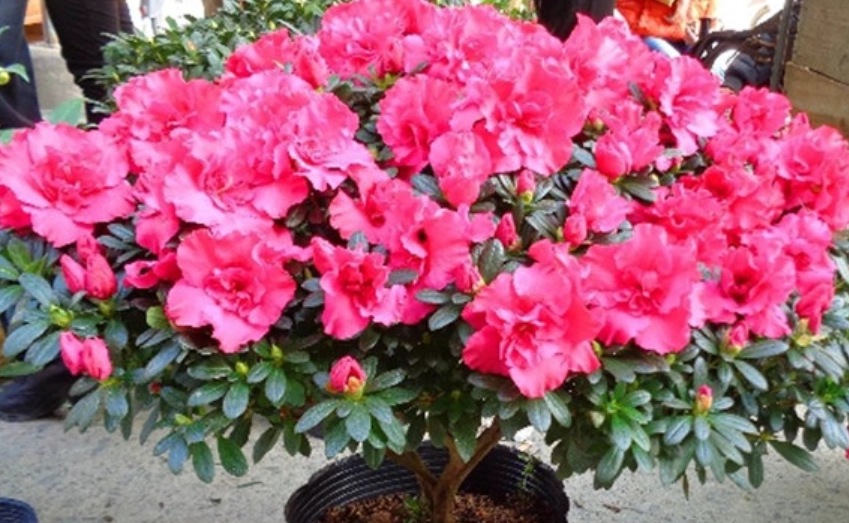 西洋杜鵑病蟲害 西洋杜鵑病蟲害