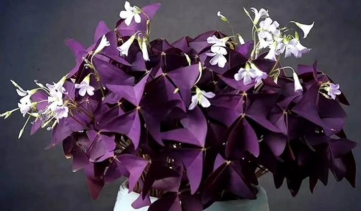 紫葉酢漿草營養