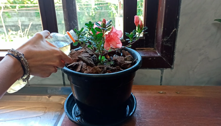 杜鵑花養護方法