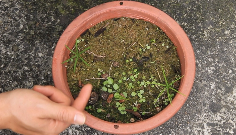 落羽松種子購買