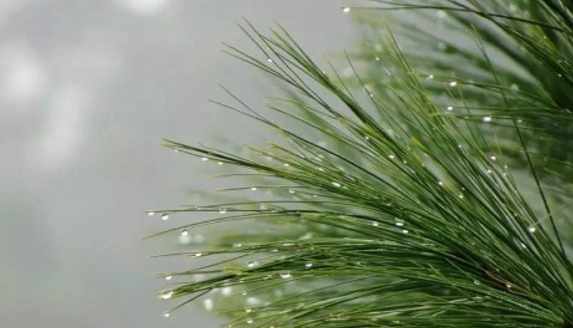 松針葉健康益處
