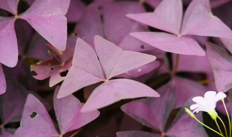 紫葉酢漿草營養