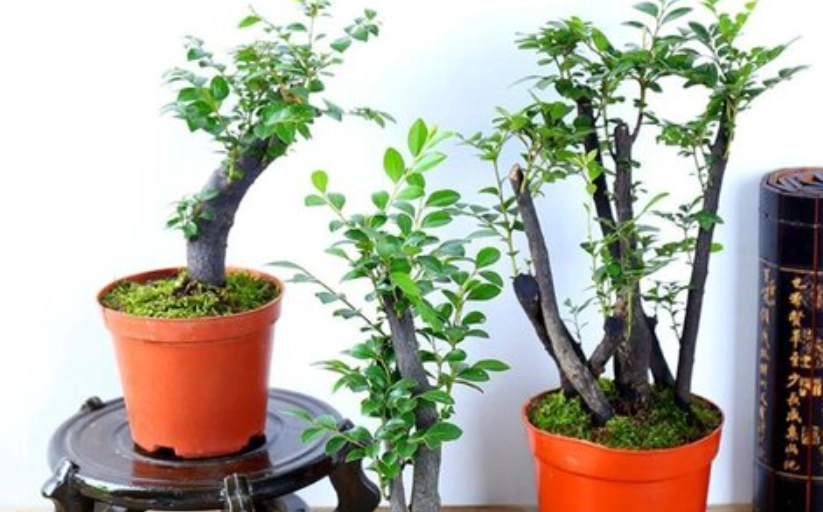 紫檀盆栽常見問題