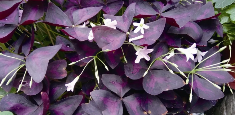 紫葉酢漿草病蟲害