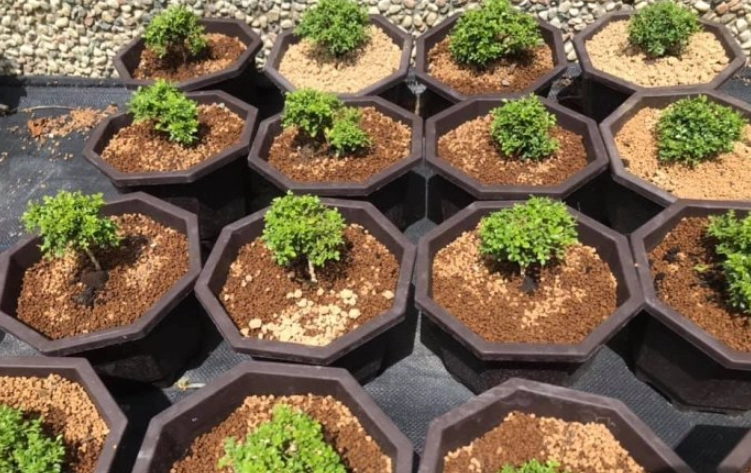 七里香病蟲害防治